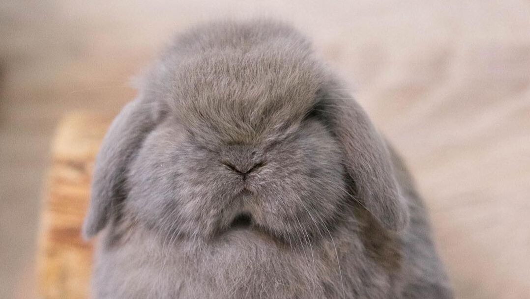 Angry Lop Rabbit Picture