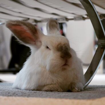 Angry rabbit under table picture